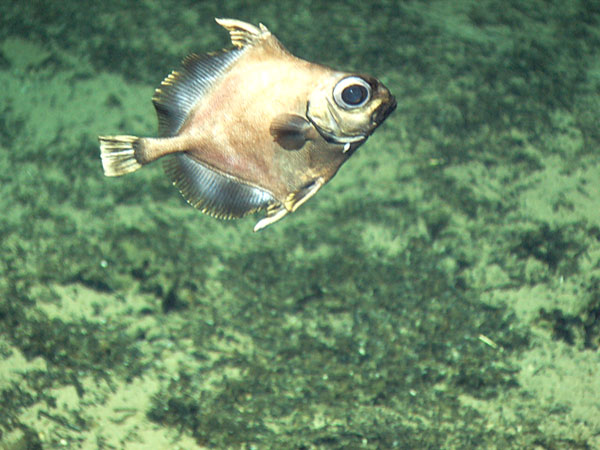 (Oreosomatidae Bleeker, 1859) Семейство Ореосоматиды, Ореосомовые